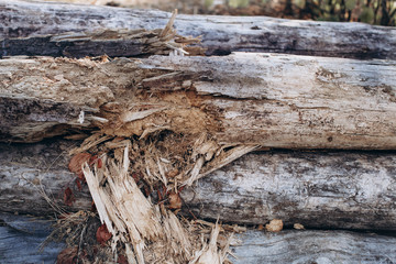 fallen tree in the forest