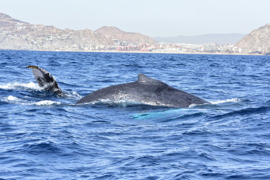 Whale Los Cabos Mexico