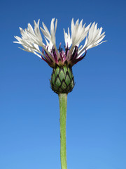 Single white cornflower isolated against a clear blue sky background 