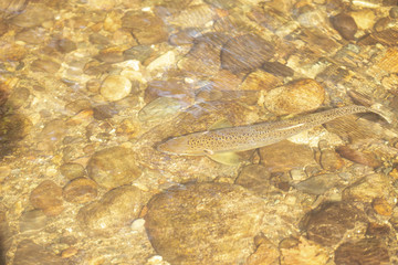 brown trout in river 