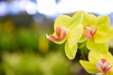 pink Phalaenopsis or Moth dendrobium Orchid flower in winter or spring day tropical garden Floral...