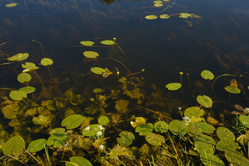 Fototapeta na wymiar Leaves of Yellow Water-lily (Nuphar lutea) on the river