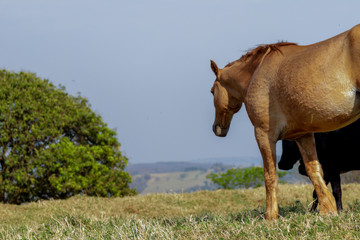cavalo horse