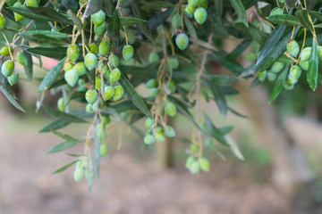 Detail of olive tree branch. Closeup of green olives fruits and leaves with selective focus and...