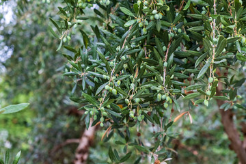 Detail of olive tree branch. Closeup of green olives fruits and leaves with selective focus and shallow depth of field, outdoors