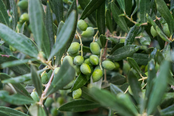 Detail of olive tree branch. Closeup of green olives fruits and leaves with selective focus and...