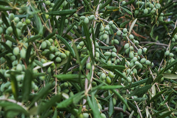 Detail of olive tree branch. Closeup of green olives fruits and leaves with selective focus and shallow depth of field, outdoors
