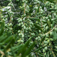 Detail of olive tree branch. Closeup of green olives fruits and leaves with selective focus and shallow depth of field, outdoors
