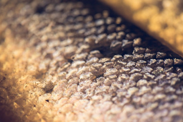 close up of fish scales 