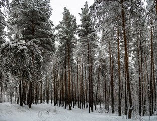 Fototapeta premium Pathway in snow covered pine forest with tall trees during winter day