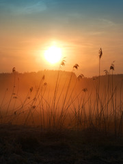 Naklejka premium Schilfgras im Morgennebel