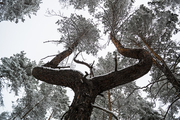 Crooked twisted tree in pine winter forest