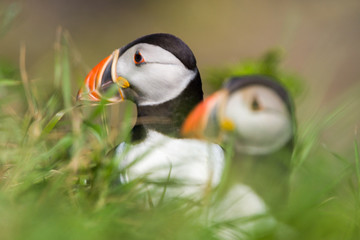 Puffins