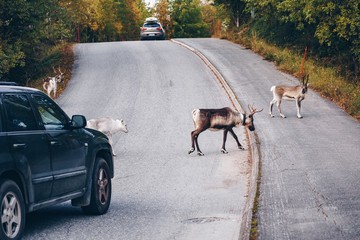 Reindeers crossing a road in autumn season in Finland