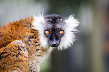 ring tailed lemur