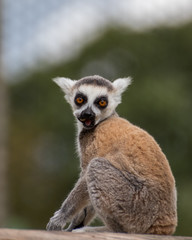 baby ring tailed lemur eating
