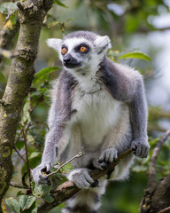 ring tailed lemur on branch of a tree
