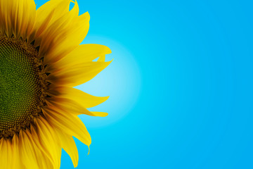 sunflower on a blue background