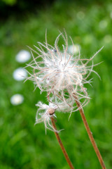 Close up view of beautiful wild flower