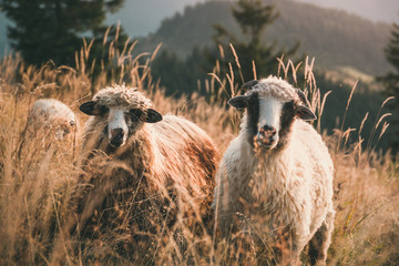 Two sheep in the mountains look in camera