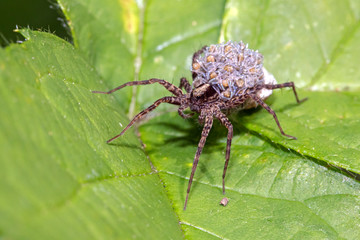 close up of spider with offspring on back