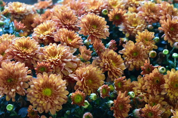 Fototapeta na wymiar Chrysanthemum Bush red and yellow in the group.
