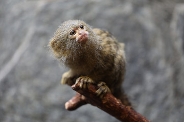 portrait of a Pygmy marmoset in natural habitat