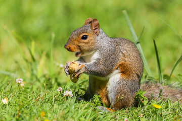 Naklejka na ściany i meble Close up of a Grey Squirrel (sciurus carolinensis) eating peanuts. Taken at Forest Farm Nature Reserve, Cardiff, Wales, UK