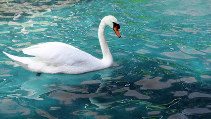 Swan swimming in blue lake