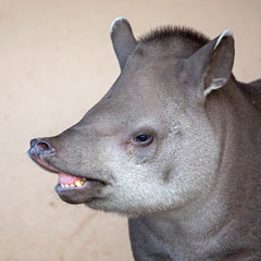 South American tapir in the nature