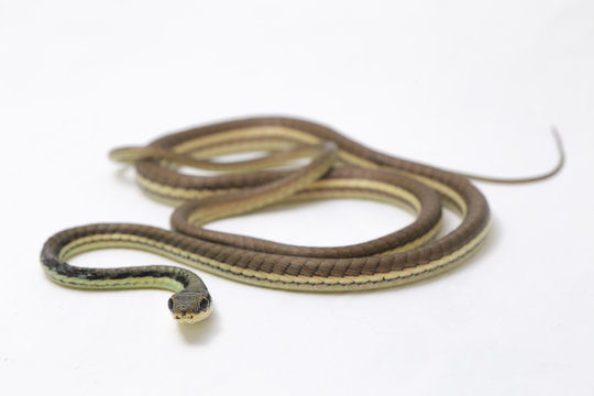 Painted bronzeback (Dendrelaphis pictus) isolated on white background