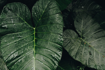 green leaf of plant