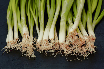 Fresh green onion with roots