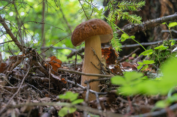Magnificent white cep in the forest habitat, Russia. Closeup, selective focus, effect bokeh