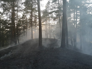 Obraz premium burning forest in sunset in Latvia