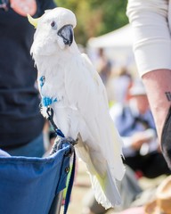 parrot in crowd 