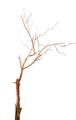 tree isolated on white background