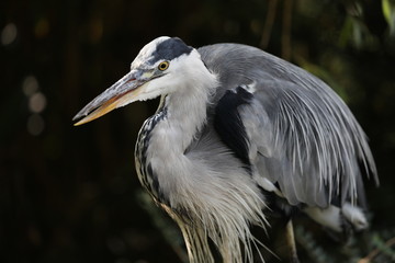 Grey heron bird in natural habitat