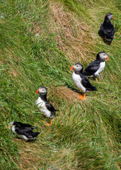 Puffins