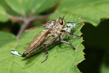 close up of robberfly killing a damselfly