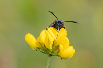 close up of a Cinnabar moth on flower