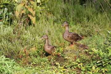 Ducks between green grass