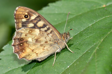 Obraz premium close up of butterfly on leaf