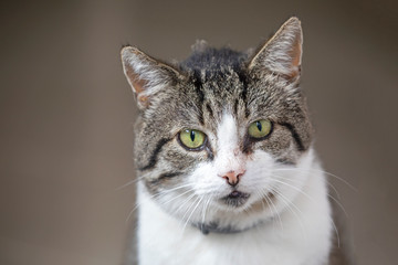 close up of cute cat