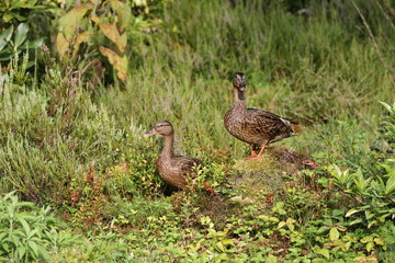 Ducks between green grass