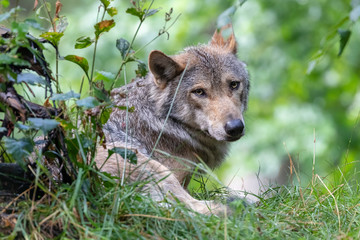 Naklejka na ściany i meble wild Eurasian wolf animal in natural habitat