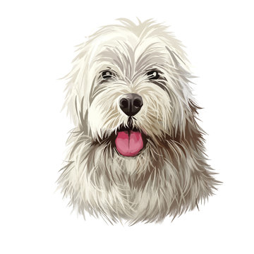 Sapsali dog portrait isolated on white. Digital art illustration of hand drawn dog for web, t-shirt print and puppy food cover design. Shaggy South Korean breed of dog, Sapsal Gae Sapsaree.