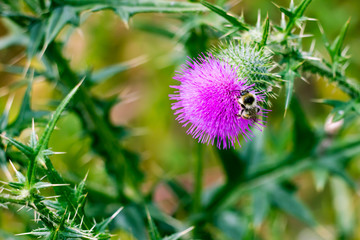 Colorful, roadside flowers and insects.