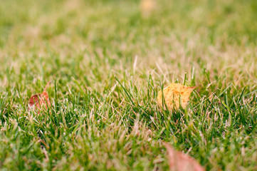 Bright mowed green  grass lawn in which lies the dry leaves of birch