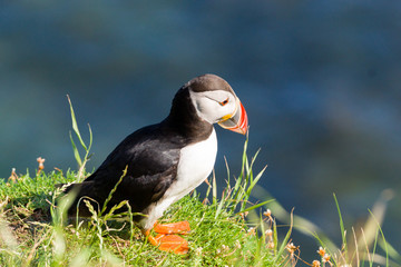 Puffins